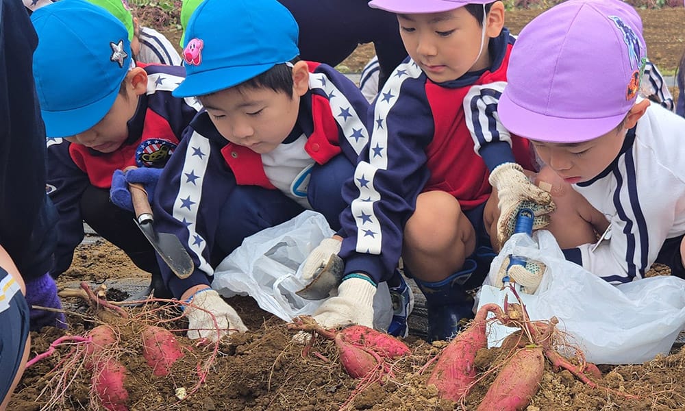 さつまいも掘り 